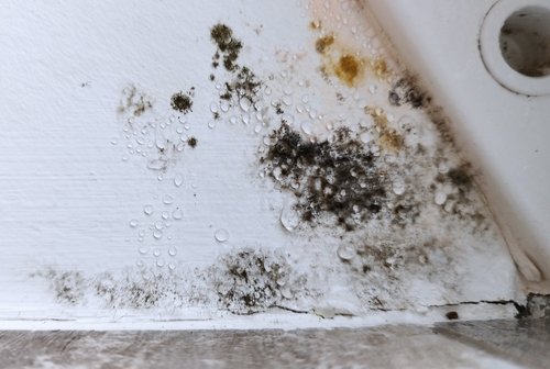 mold on wall